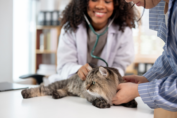 image for February Is Heart Month: Does Your Cat Have Heart Disease?