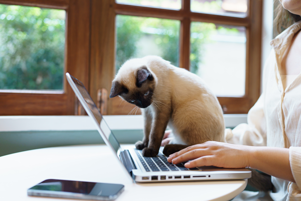 image for Slam the Scam Day: Avoiding Pet Health Misinformation on Social Media
